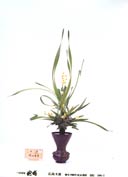 �r�V�����΂ȍ�i�Ⴛ�̂P3