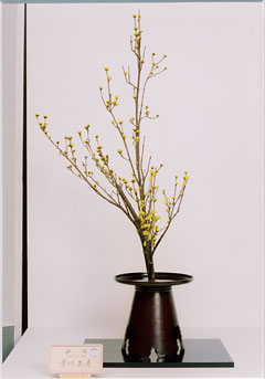 �r�V�����΂Ȗ��c�^�q����-����@�ʏG�o�r��i