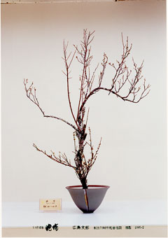 �r�V�����΂Ȗ��c�^�q����-���R�@�n���R�o�r��i